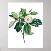 Magnolia poster (Voorkant)