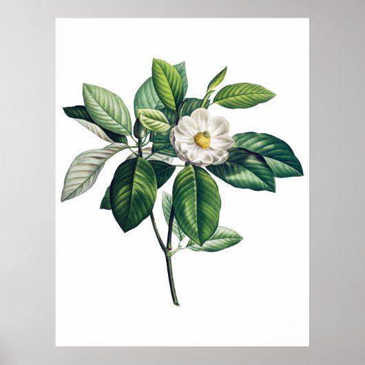 Magnolia poster (Voorkant)