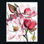 Magnolia Poster<br><div class="desc">Mooie botanische illustratie van magnolias</div>
