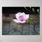 MAGNOLIA POSTER (Voorkant)