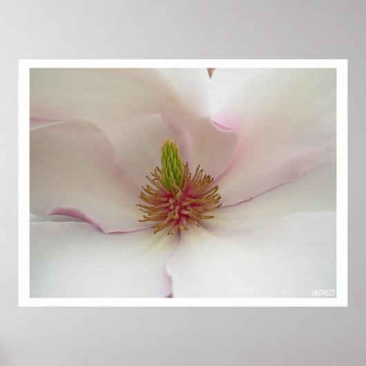Magnolia Print White Flower Poster Print (Voorkant)