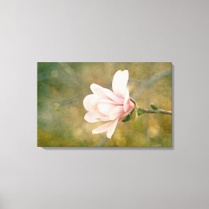 Magnolia Queen Canvas Afdruk