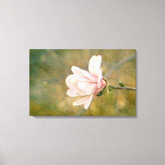 Magnolia Queen Canvas Afdruk (Voorkant)