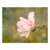 Magnolia Queen Foto Afdruk (Voorkant)