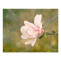 Magnolia Queen