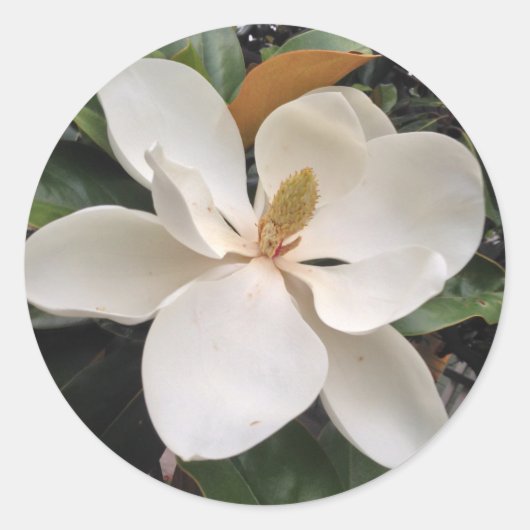 Magnolia Ronde Sticker (Voorkant)