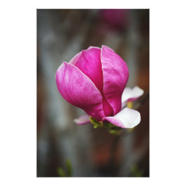 Magnolia Roze Volle Bloei Foto Afdruk