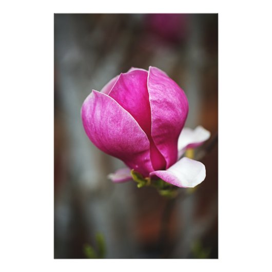 Magnolia Roze Volle Bloei Foto Afdruk (Voorkant)