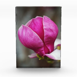 Magnolia Roze Volle Bloei Fotoblokken