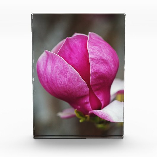 Magnolia Roze Volle Bloei Fotoblokken (Voorkant)