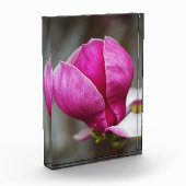 Magnolia Roze Volle Bloei Fotoblokken (Links)