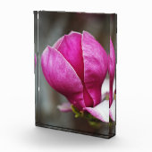 Magnolia Roze Volle Bloei Fotoblokken (Rechts)