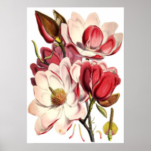  Magnolia Schilting door British Botanist Poster