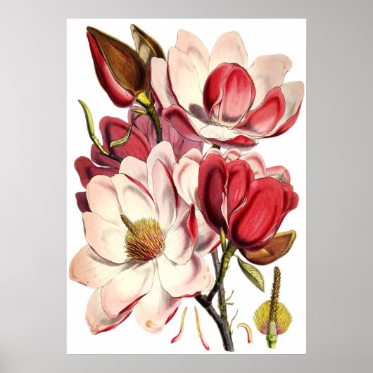  Magnolia Schilting door British Botanist Poster (Voorkant)