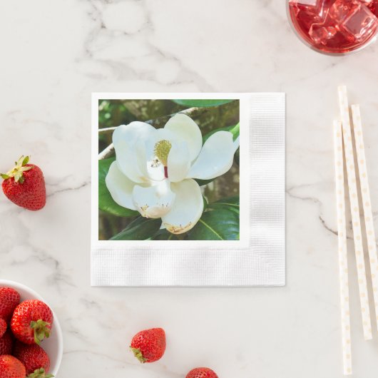 Magnolia Servet (Insitu)
