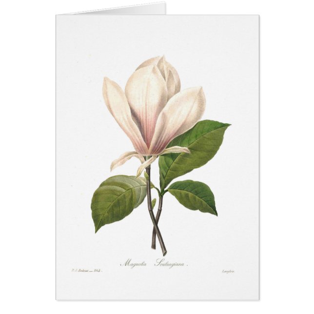 Magnolia soulangiana (Voorkant)