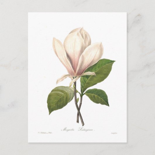 Magnolia soulangiana briefkaart (Voorkant)