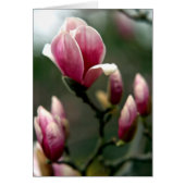 Magnolia Spring (Voorkant)
