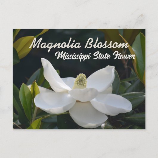 Magnolia State Mississippi Floral Photographic Briefkaart (Voorkant)