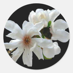 Magnolia Stellata Envelope Seal Sticker