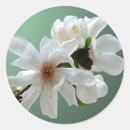 Magnolia Stellata Envelope Seal Sticker (Voorkant)