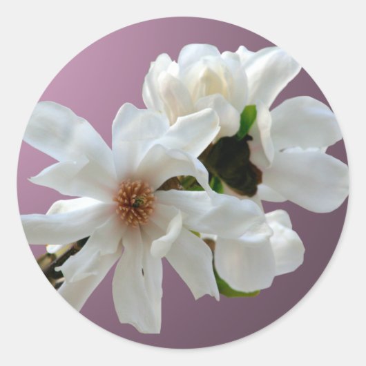 Magnolia Stellata Envelope Seal Sticker (Voorkant)