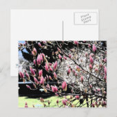 Magnolia Sumi Briefkaart (Voorkant / Achterkant)