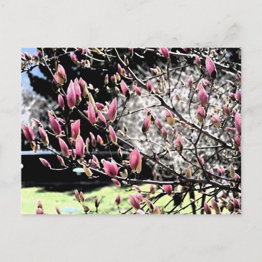 Magnolia Sumi Briefkaart (Voorkant)