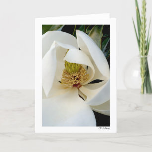 Magnolia Swirl Kaart