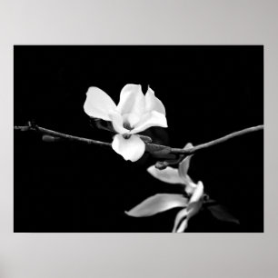 Magnolia tak poster