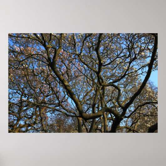 Magnolia Tree Branches Poster (Voorkant)