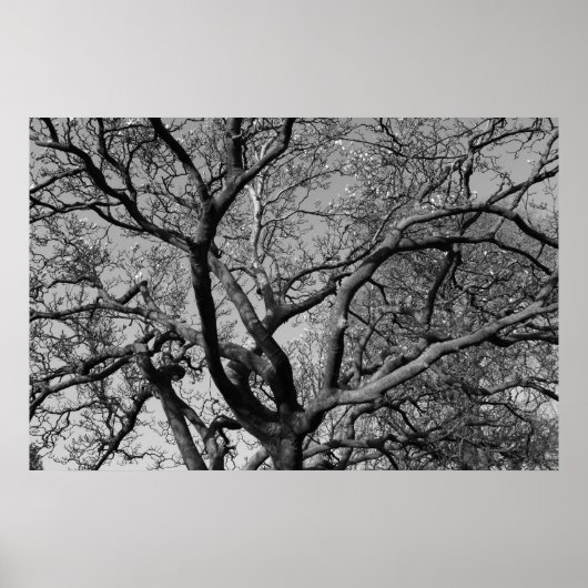 Magnolia Tree Branches Poster (Voorkant)