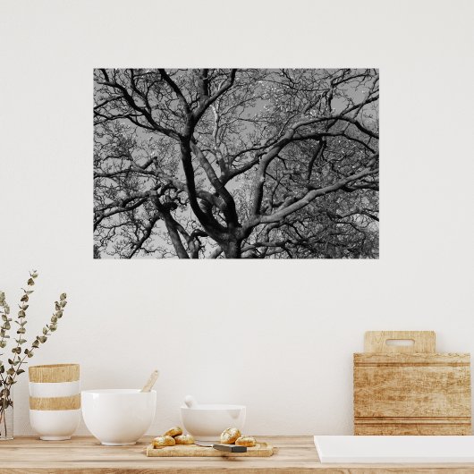 Magnolia Tree Branches Poster (Keuken)