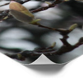 Magnolia Tree Buds in Spring voor bloesems Poster (Hoek)
