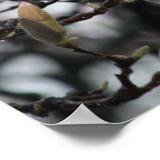 Magnolia Tree Buds in Spring voor bloesems Poster (Hoek)