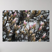 Magnolia Tree Buds in Spring voor bloesems Poster (Voorkant)