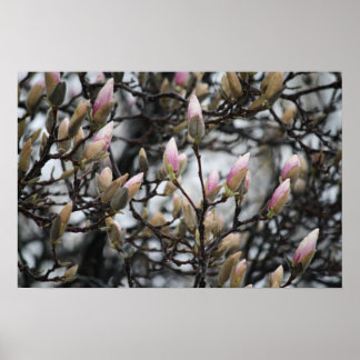 Magnolia Tree Buds in Spring voor bloesems Poster