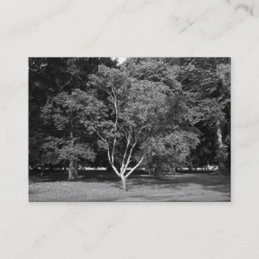 Magnolia Tree BW Visitekaartje (Voorkant)