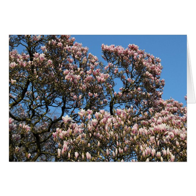 Magnolia Tree in Blossom (Voorkant Horizontaal)