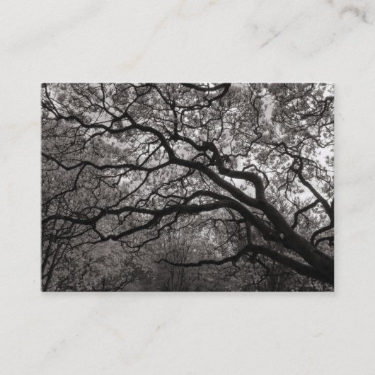 Magnolia Tree in Blossom 01 Visitekaartje (Voorkant)