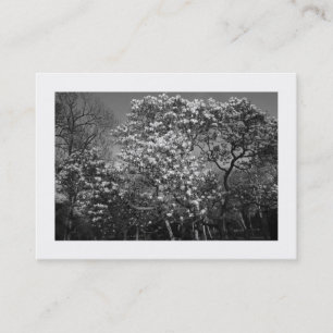 Magnolia Tree in Blossom (Borded) Visitekaartje