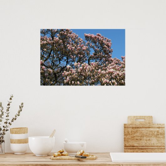 Magnolia Tree in Blossom Poster (Keuken)