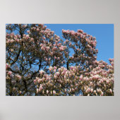Magnolia Tree in Blossom Poster (Voorkant)