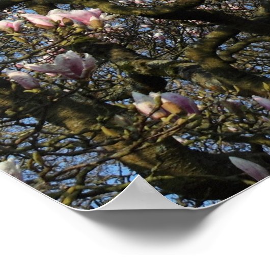 Magnolia Tree in Blossom Poster (Hoek)