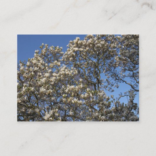 Magnolia Tree in Blossom Visitekaartje (Voorkant)