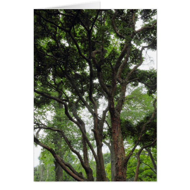 Magnolia Tree in de zomer (Voorkant)