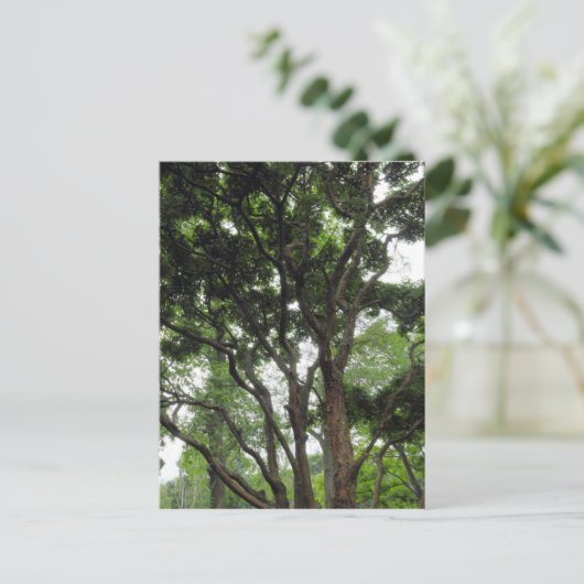 Magnolia Tree in de zomer Briefkaart (Staand voorkant)