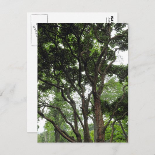 Magnolia Tree in de zomer Briefkaart (Voorkant / Achterkant)