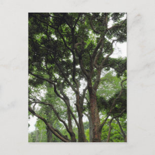 Magnolia Tree in de zomer Briefkaart