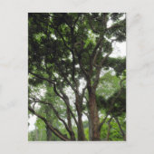 Magnolia Tree in de zomer Briefkaart (Voorkant)